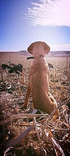 Labrador Retriever Puppies breeder image 1