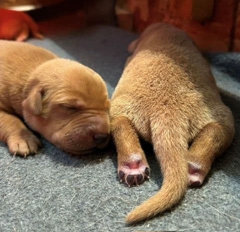 Labrador Retriever Puppies media 3