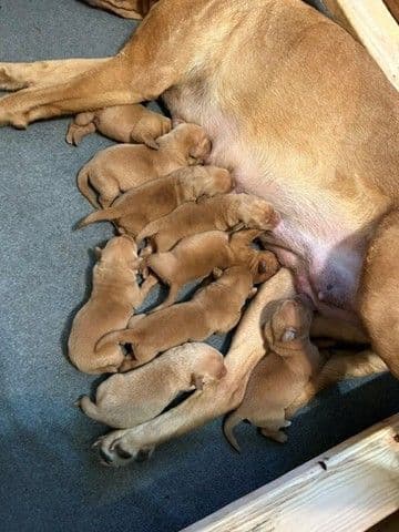 Labrador Retriever Puppies media 4