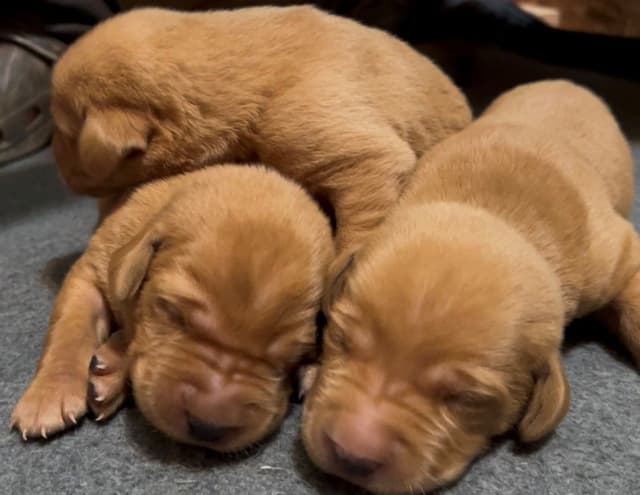 Labrador Retriever Puppies media 8