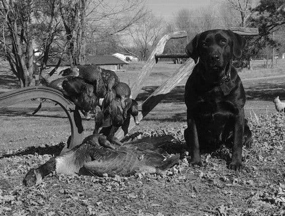 German Shorthaired Pointer Puppies breeder image 1