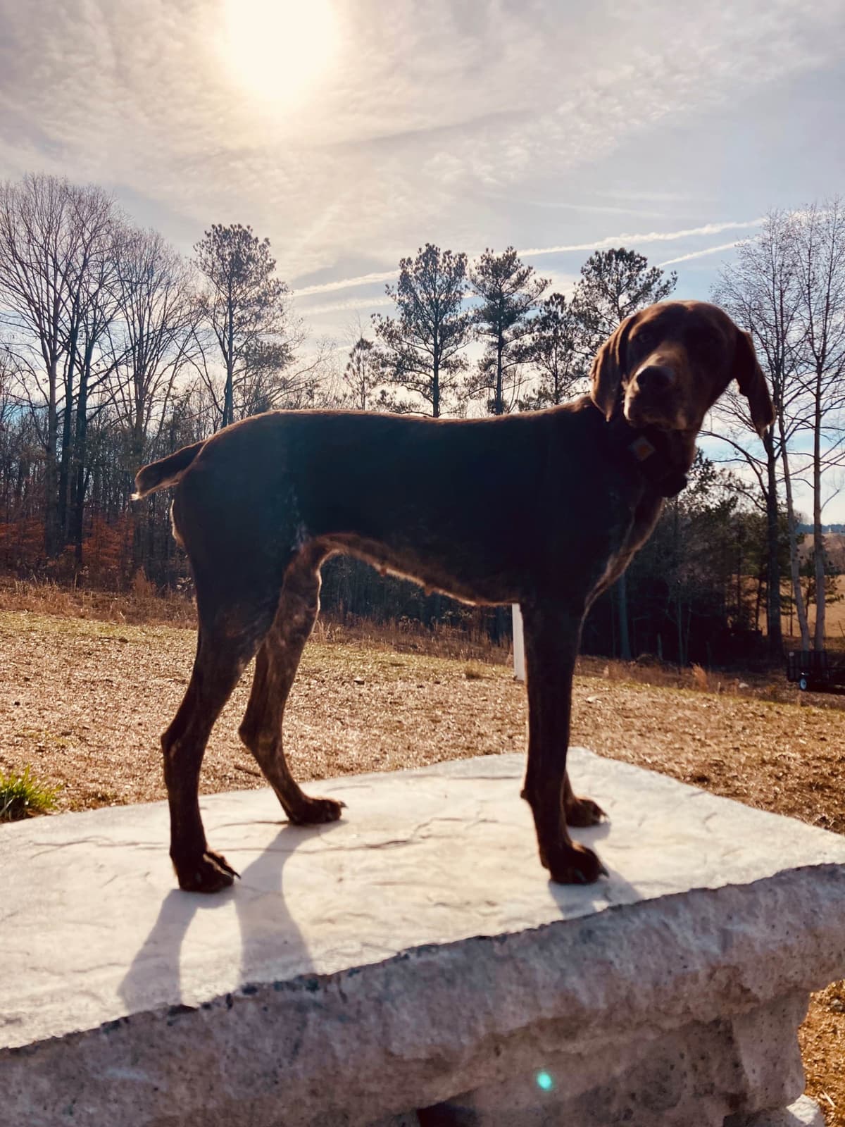 German Shorthaired Pointer Puppies breeder image 6