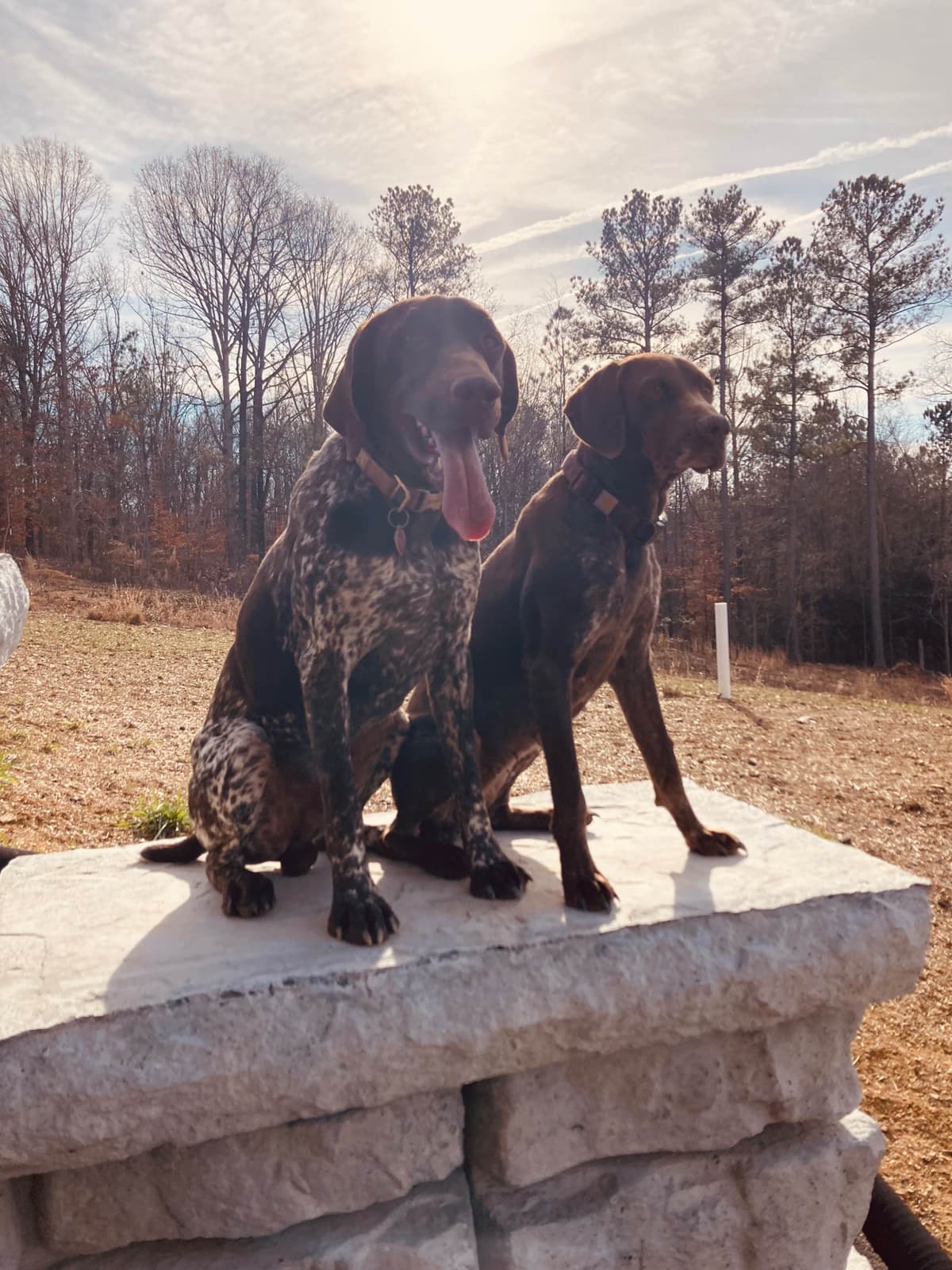 German Shorthaired Pointer Puppies breeder image 4