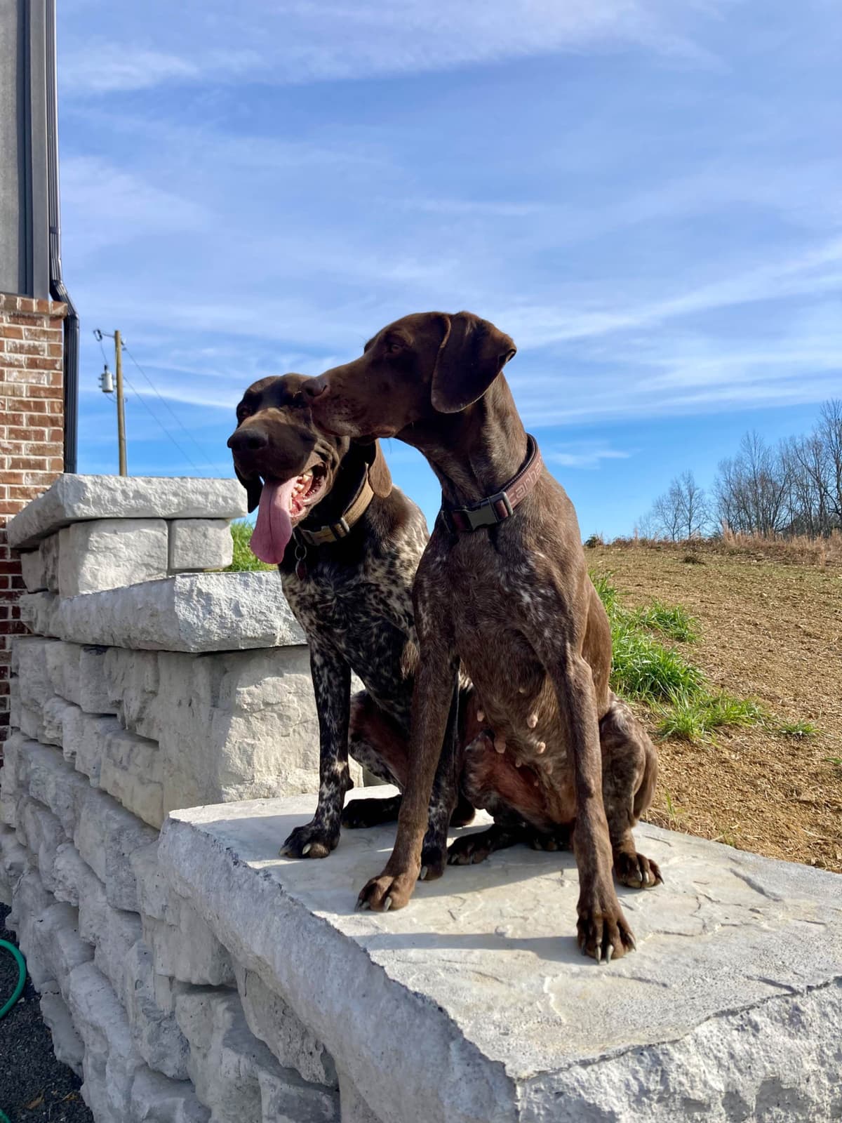 German Shorthaired Pointer Puppies breeder image 5