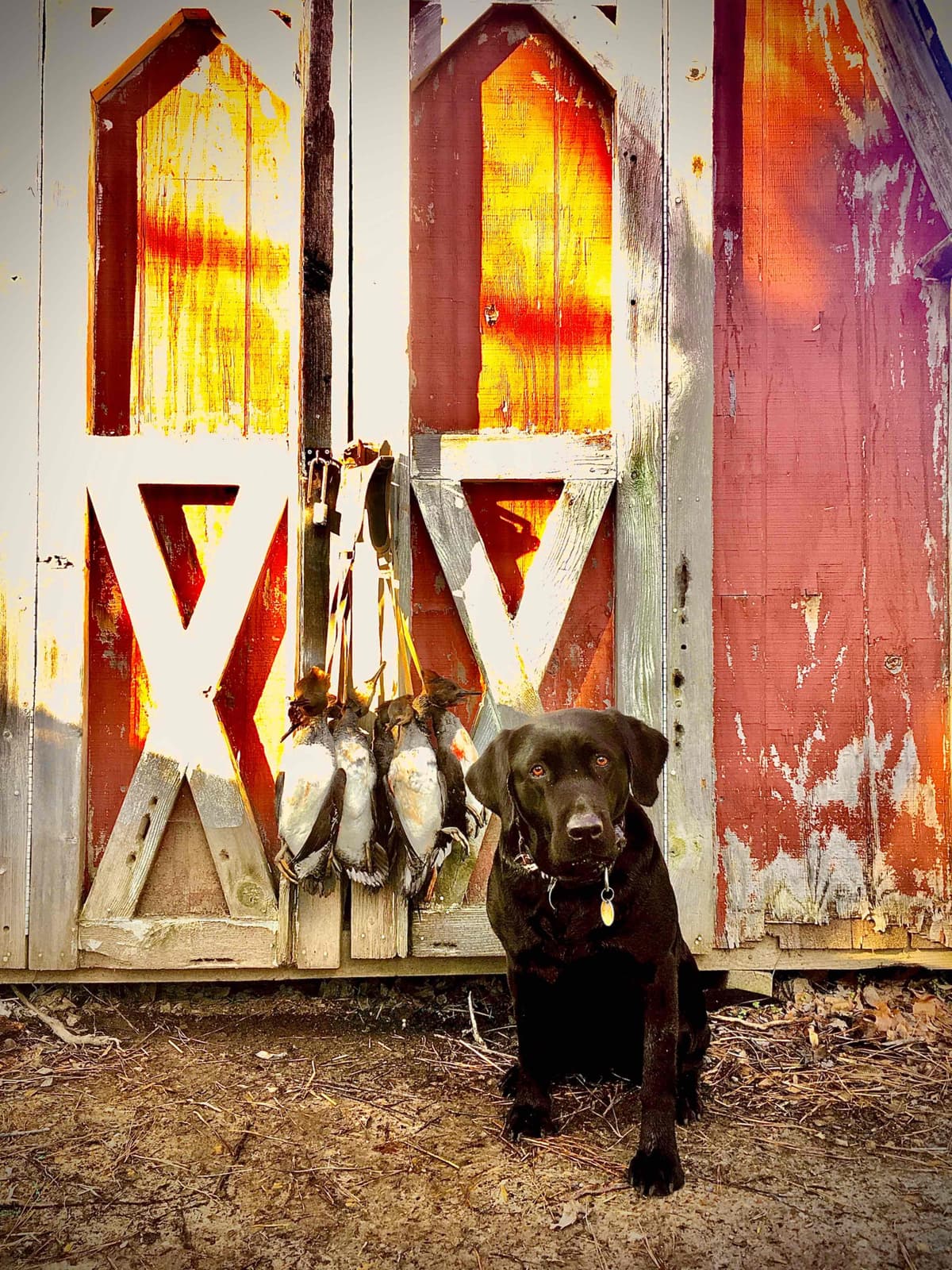 German Shorthaired Pointer Puppies breeder image 7