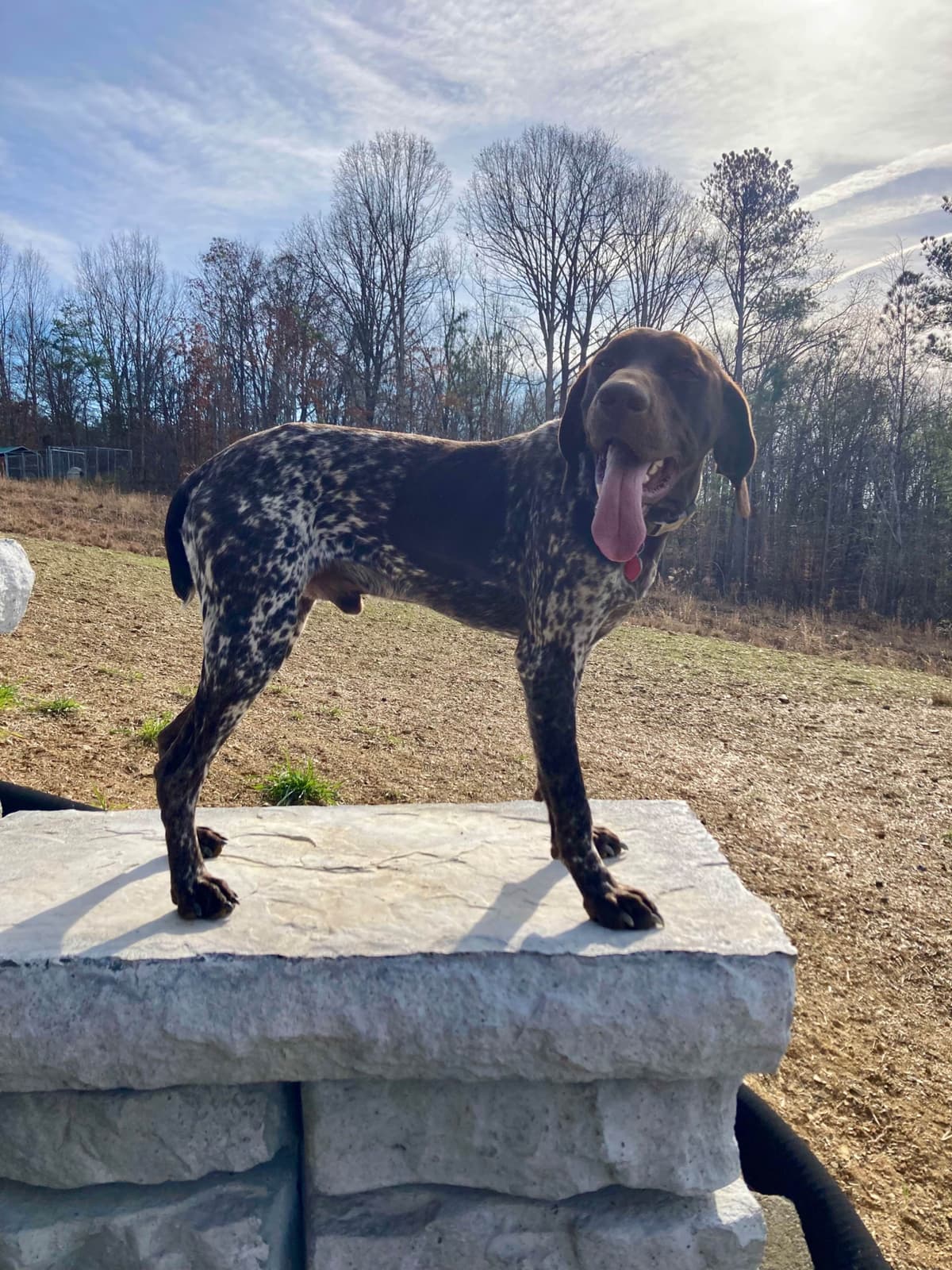 German Shorthaired Pointer Puppies breeder image 8