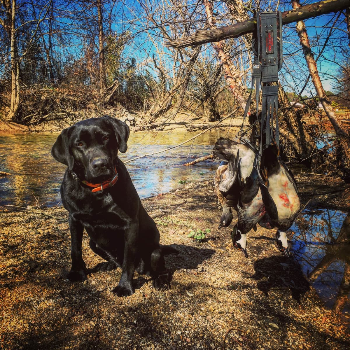 German Shorthaired Pointer Puppies breeder image 10