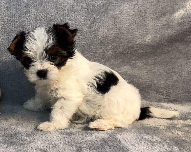 Biewer Pups AKC, UKC, & IABCA GChampion lines breeder image 6