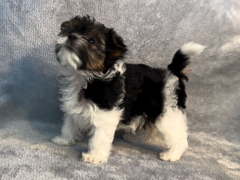Biewer Pups AKC, UKC, & IABCA GChampion lines breeder image 4