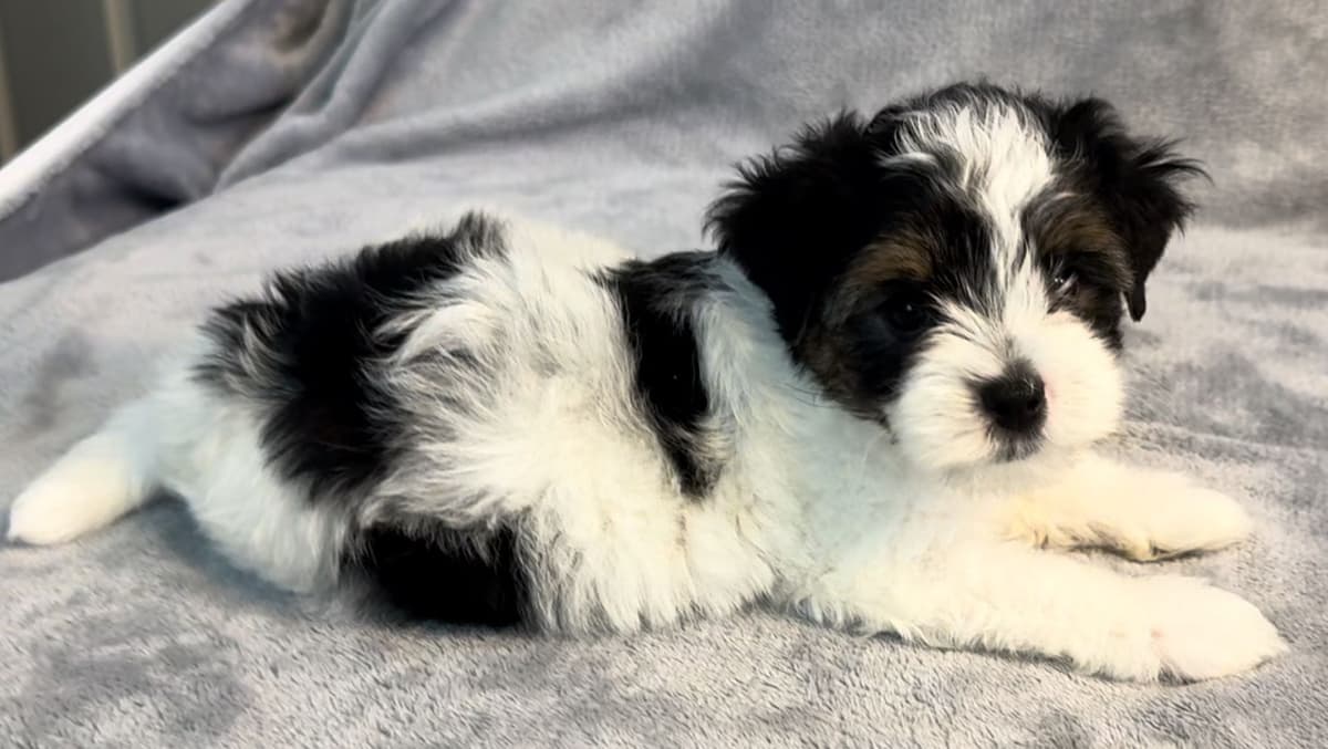 Biewer Pups AKC, UKC, & IABCA GChampion lines breeder image 9