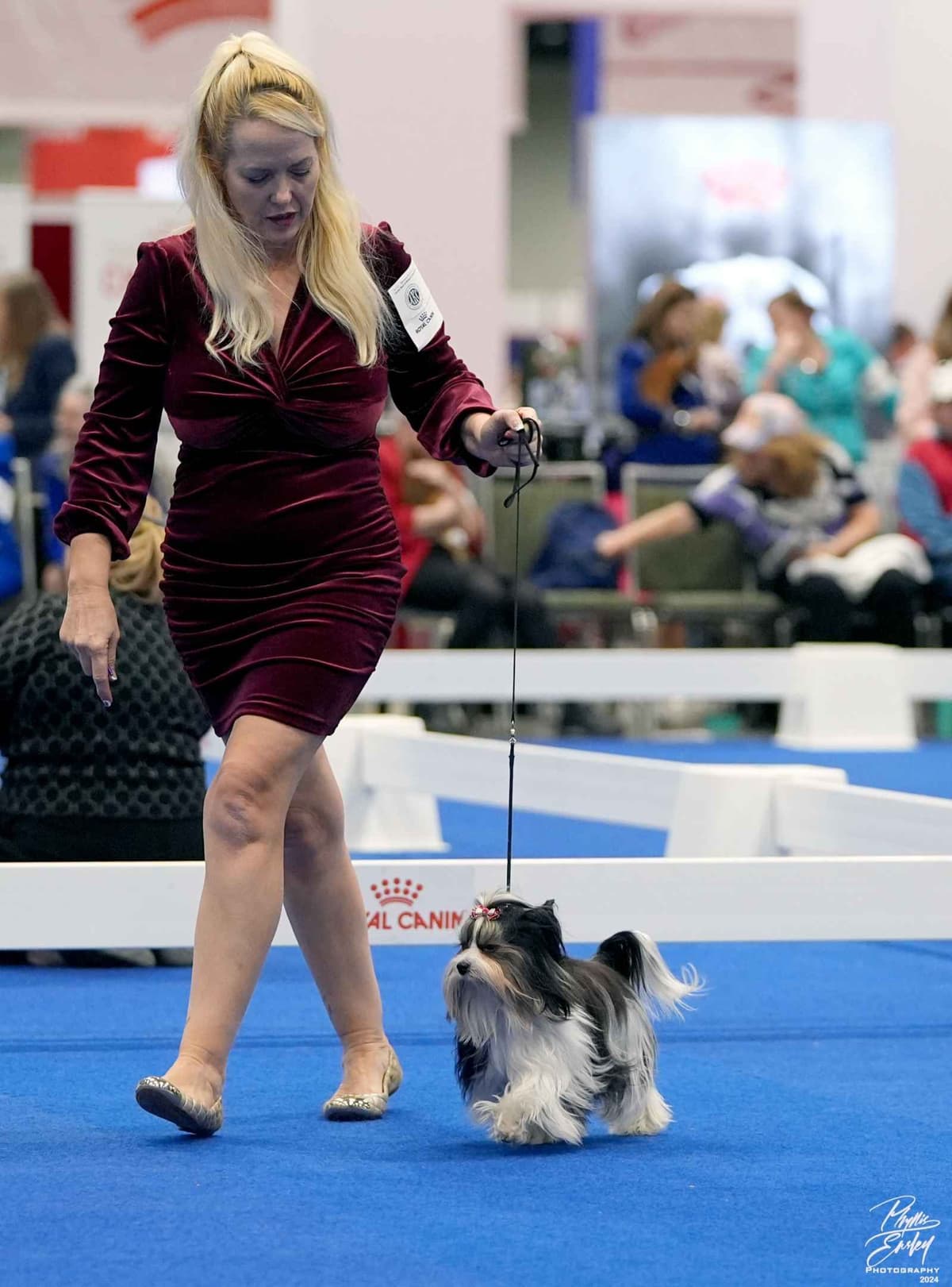 Biewer Pups AKC, UKC, & IABCA GChampion lines breeder image 5