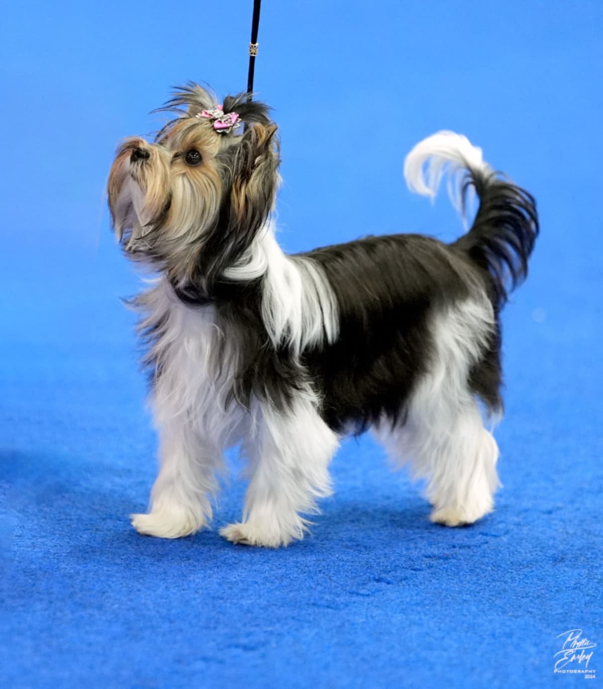 Biewer Pups AKC, UKC, & IABCA GChampion lines breeder image 7