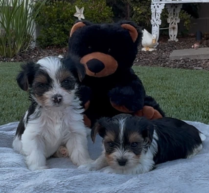 Biewer Pups AKC, UKC, & IABCA GChampion lines breeder image 3