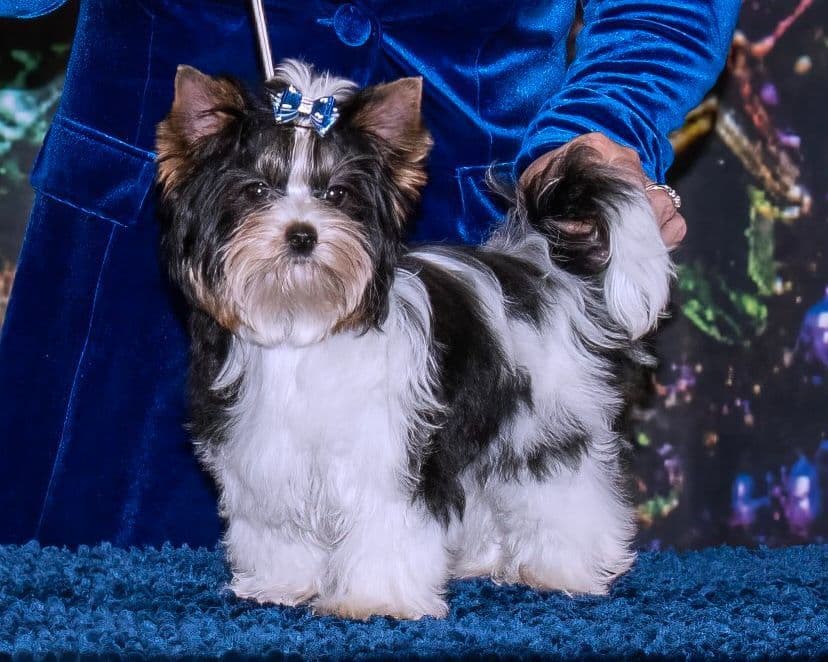 Biewer Pups AKC, UKC, & IABCA GChampion lines breeder image 11