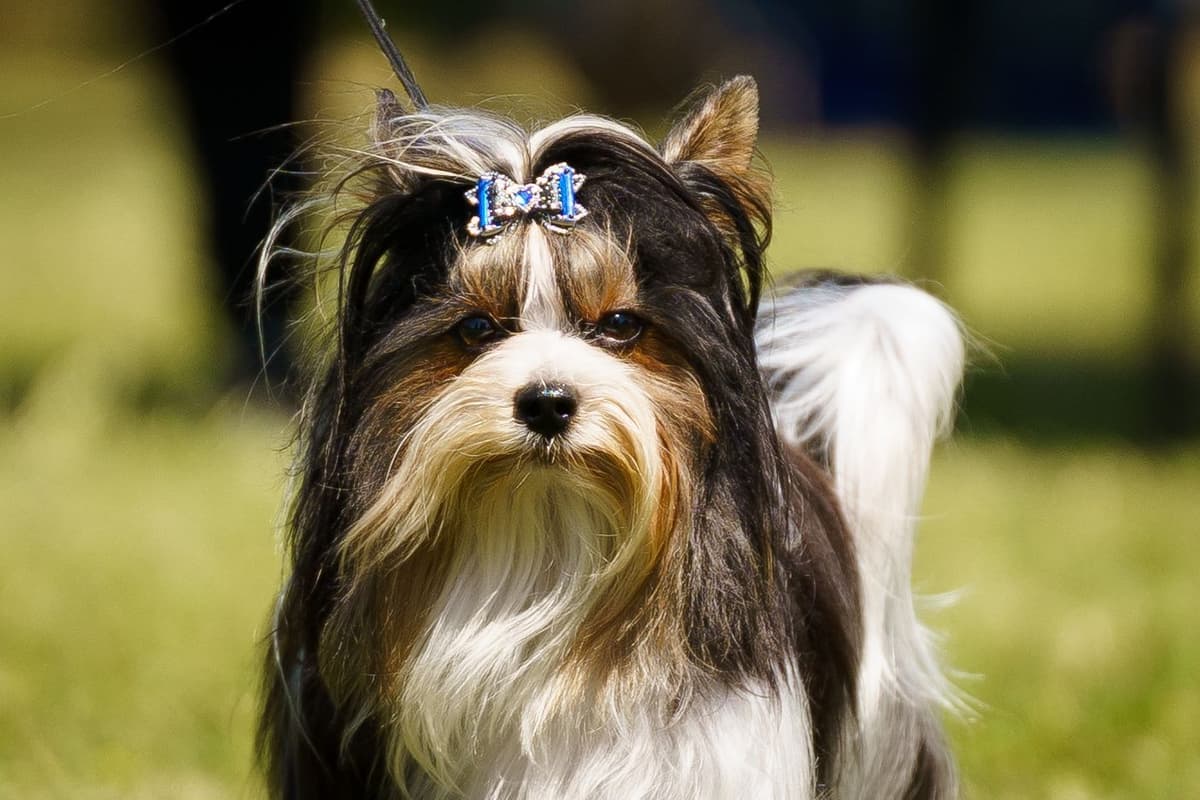 Biewer Pups AKC, UKC, & IABCA GChampion lines breeder image 1