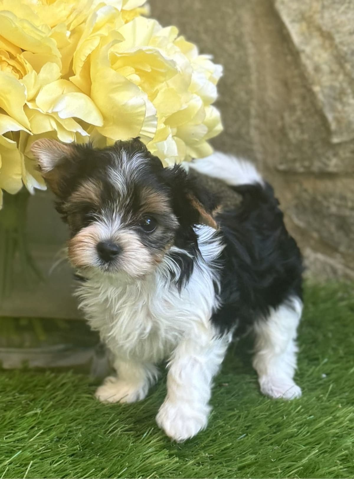 Biewer Pups AKC, UKC, & IABCA GChampion lines breeder image 8
