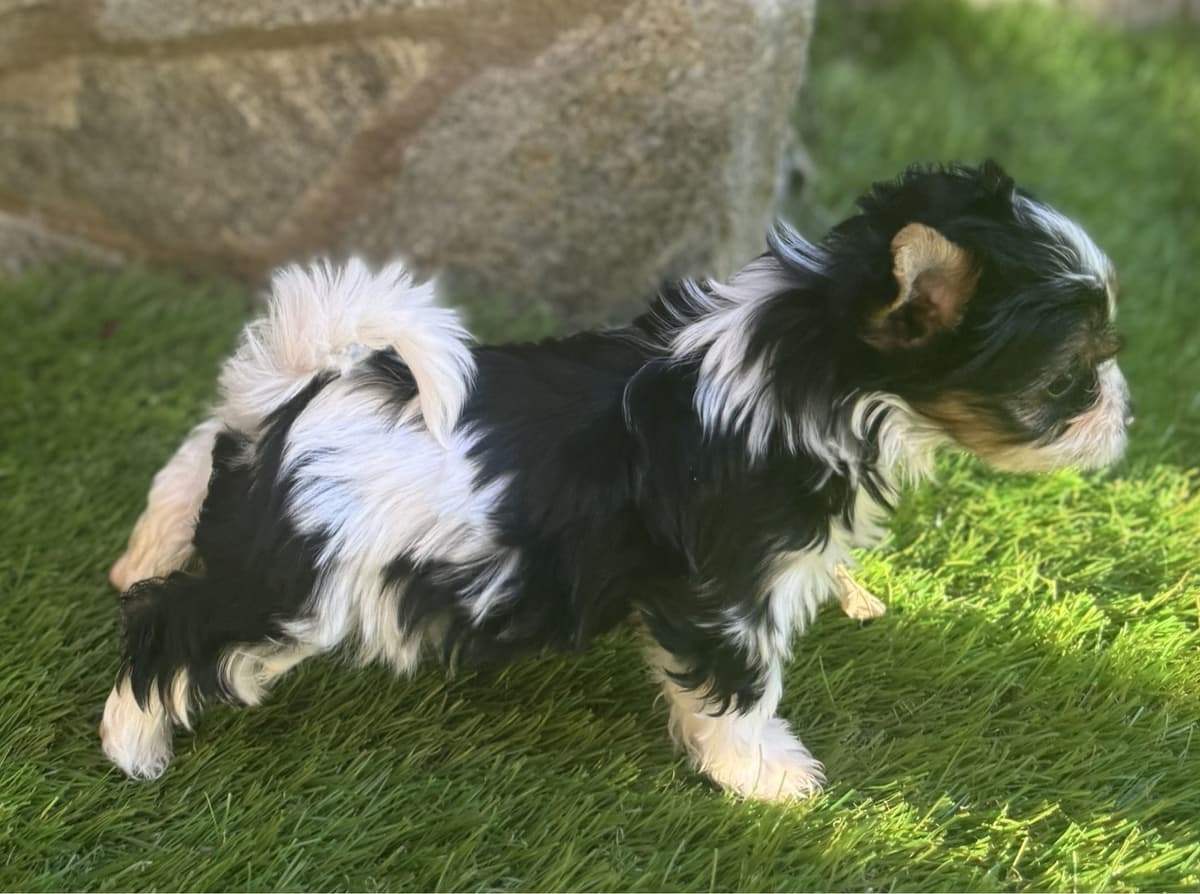 Biewer Pups AKC, UKC, & IABCA GChampion lines breeder image 16