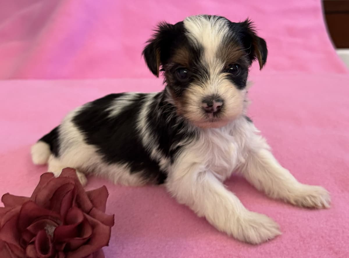 Biewer Pups AKC, UKC, & IABCA GChampion lines breeder image 15