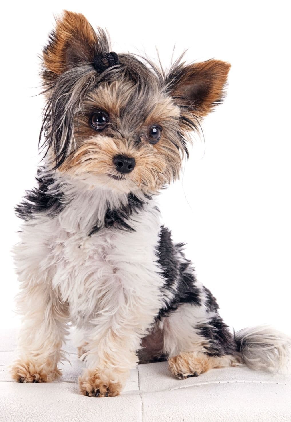 Biewer Pups AKC, UKC, & IABCA GChampion lines breeder image 12
