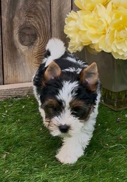 Biewer Pups AKC, UKC, & IABCA GChampion lines media 2