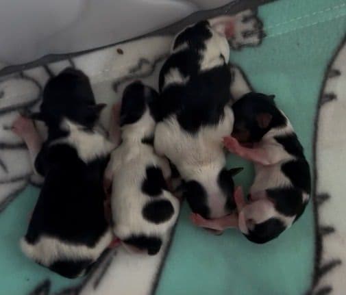 Biewer Pups AKC, UKC, & IABCA GChampion lines media 5
