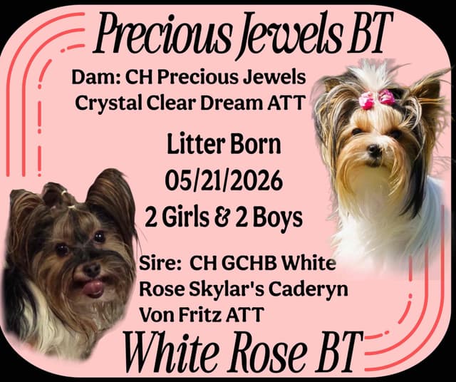 Biewer Pups AKC, UKC, & IABCA GChampion lines media 6