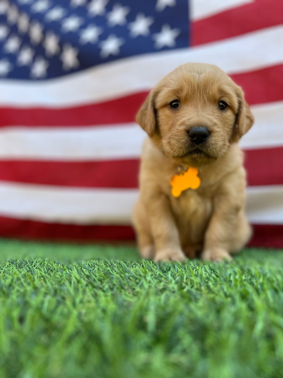 Gorgeous Golden Red Puppies🐾 breeder image 11