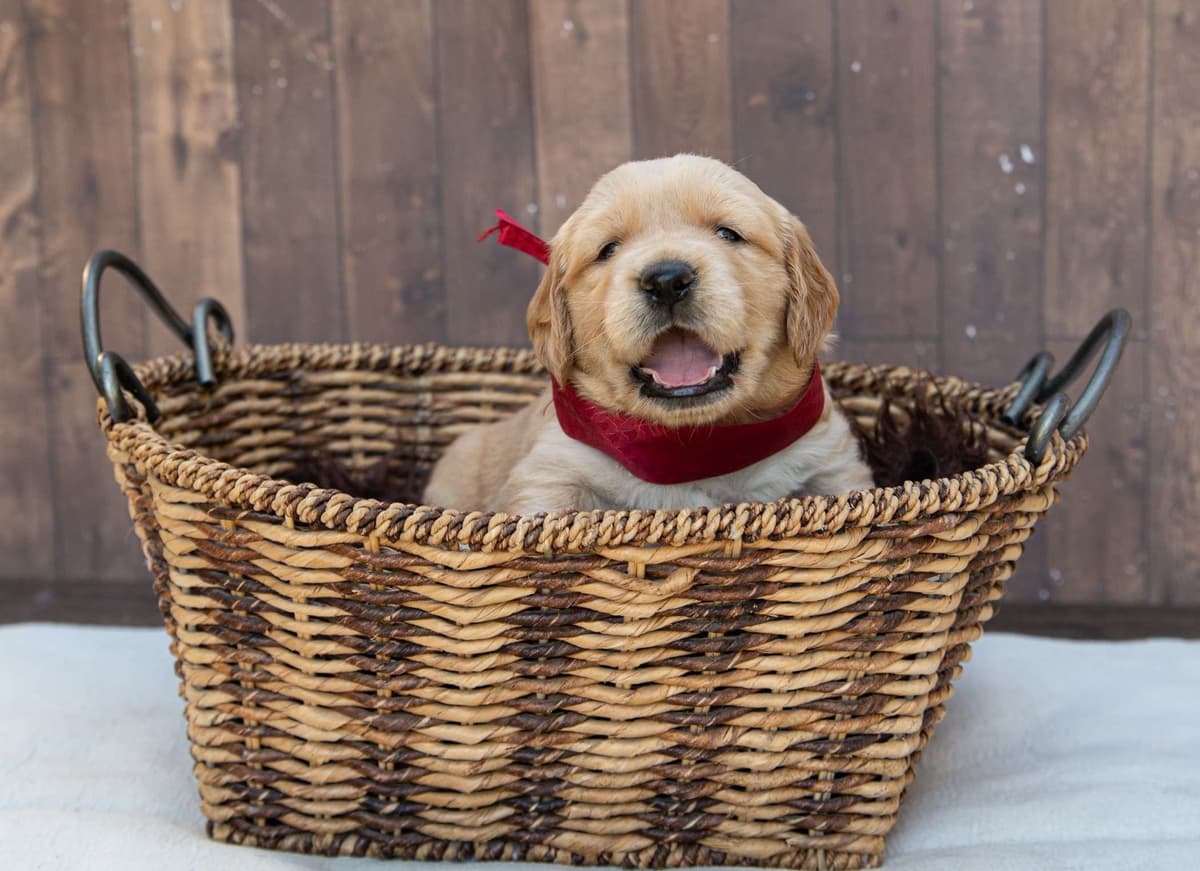 Gorgeous Golden Red Puppies🐾 breeder image 12