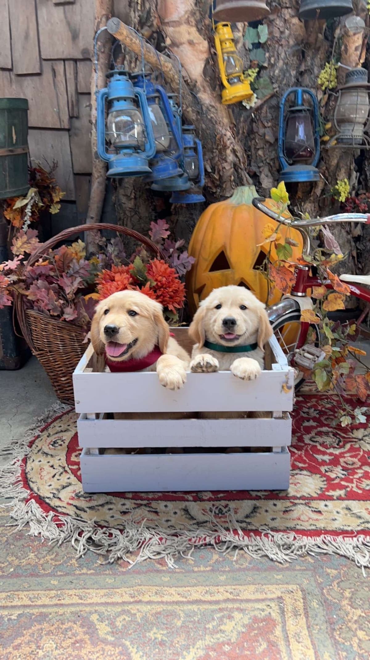 Gorgeous Golden Red Puppies🐾 breeder image 9