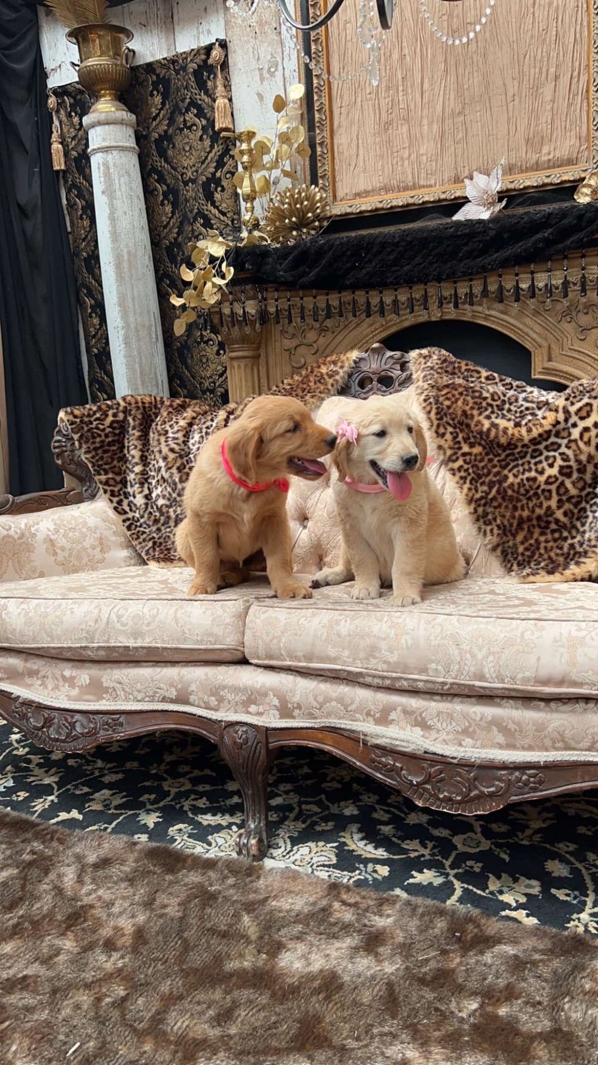 Gorgeous Golden Red Puppies🐾 breeder image 10