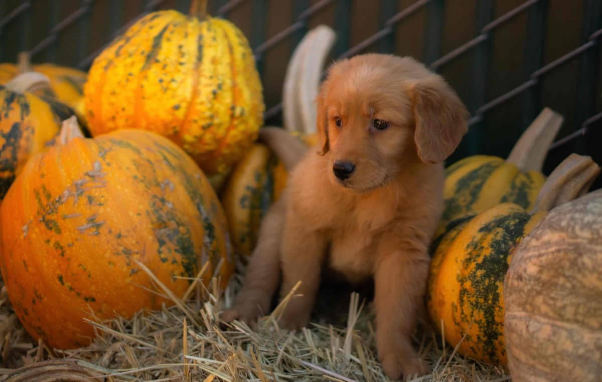 Gorgeous Golden Red Puppies🐾 breeder image 7