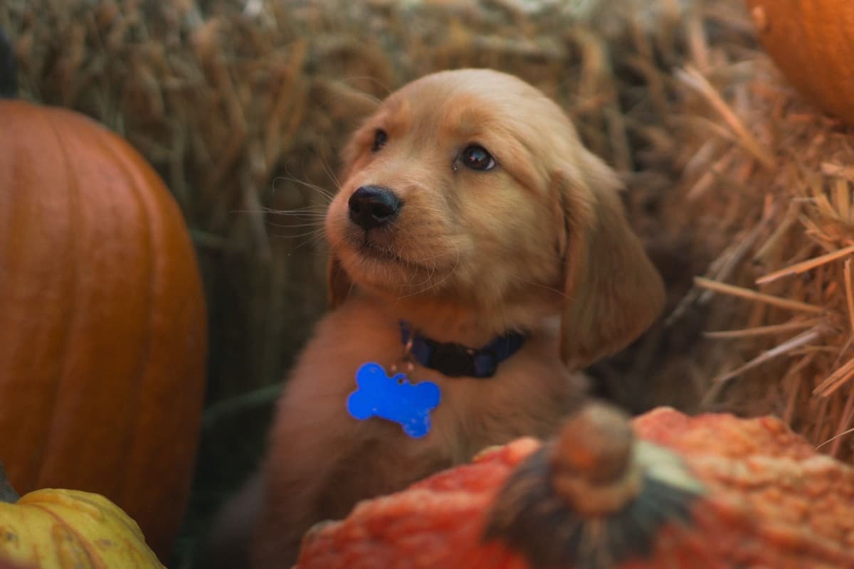 Gorgeous Golden Red Puppies🐾 breeder image 8