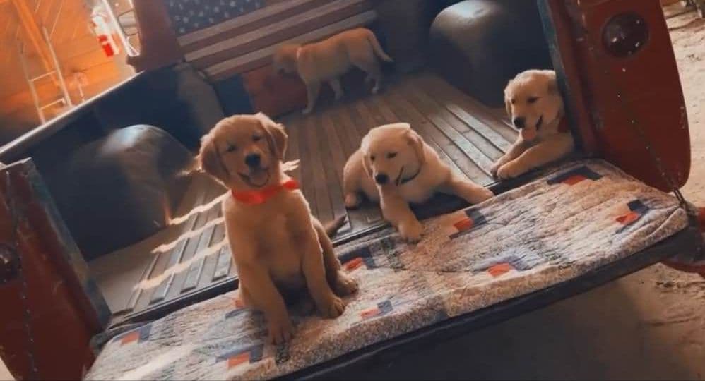 Gorgeous Golden Red Puppies🐾 breeder image 13