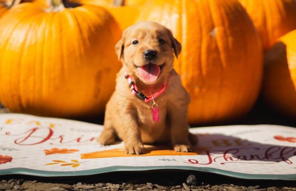 Gorgeous Golden Red Puppies🐾 breeder image 14