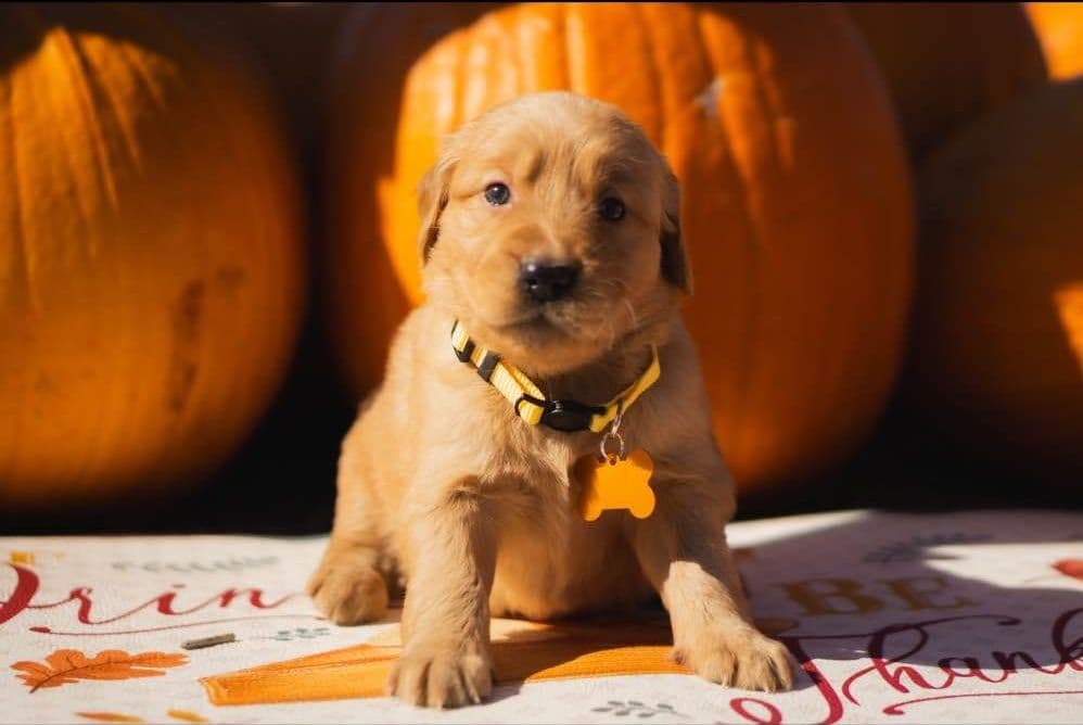 Gorgeous Golden Red Puppies🐾 breeder image 15