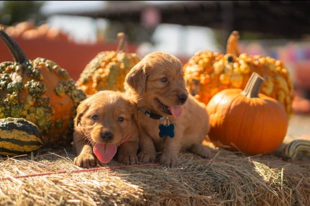 Gorgeous Golden Red Puppies🐾 breeder image 16