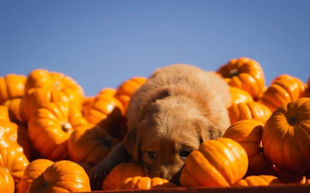 Gorgeous Golden Red Puppies🐾 breeder image 17