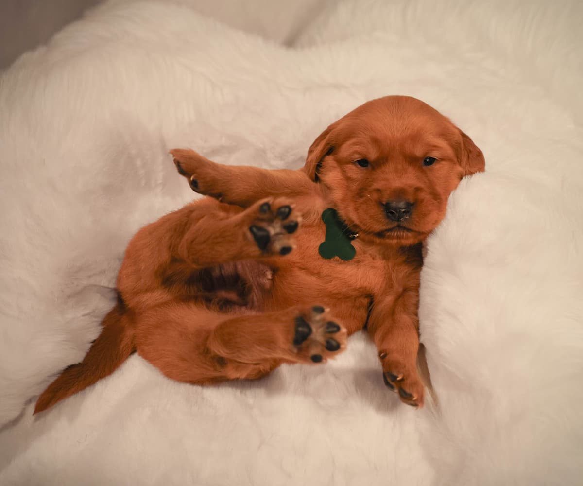Gorgeous Golden Red Puppies🐾 breeder image 2