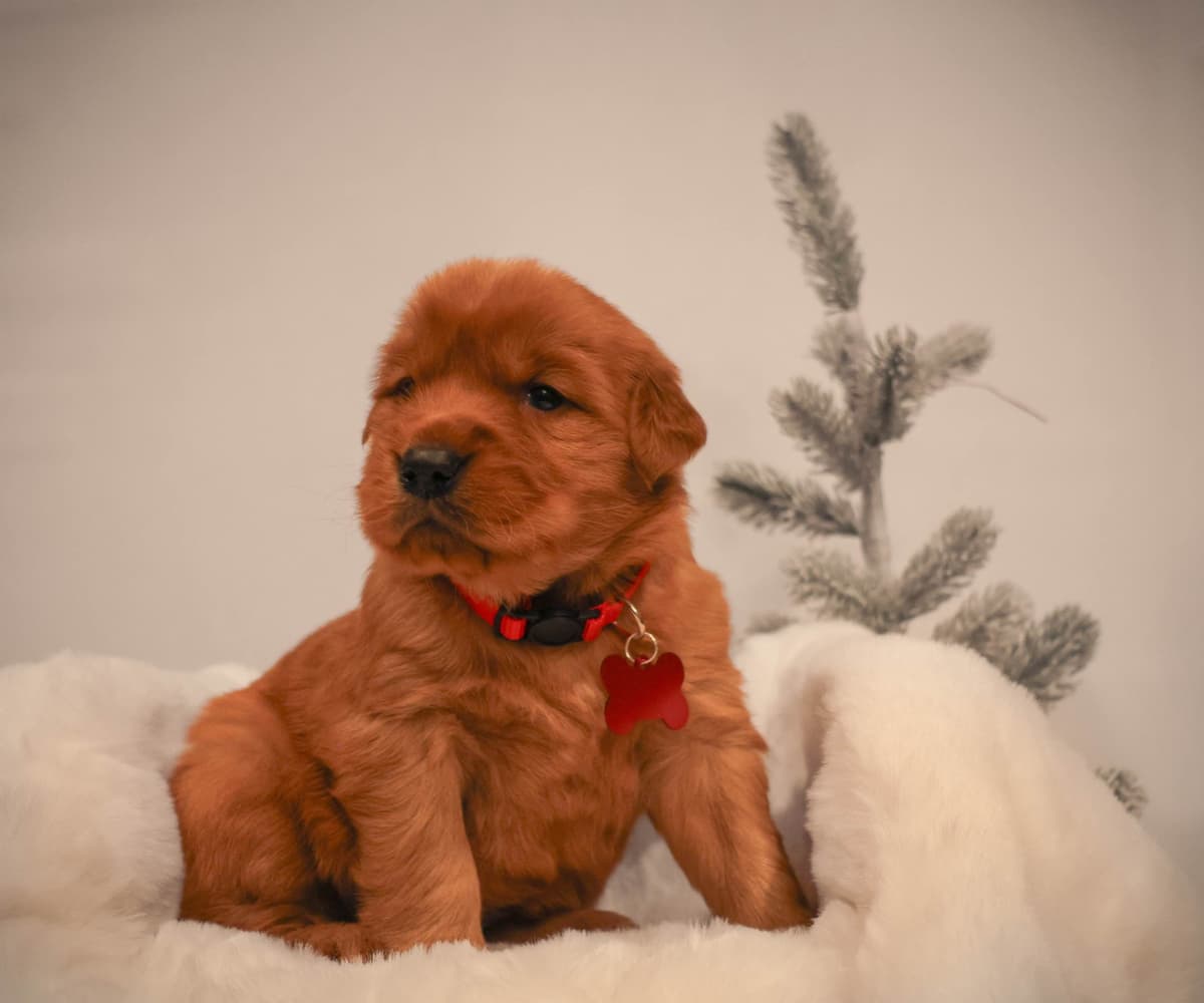 Gorgeous Golden Red Puppies🐾 breeder image 4