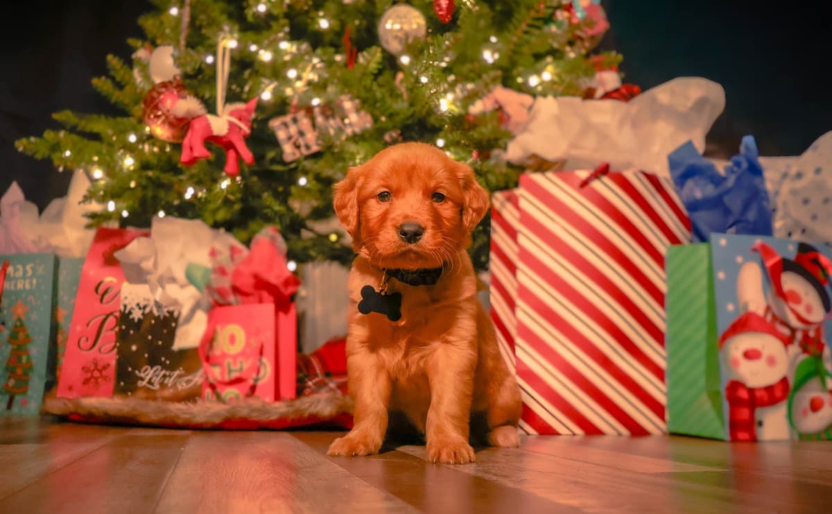Gorgeous Golden Red Puppies🐾 breeder image 19
