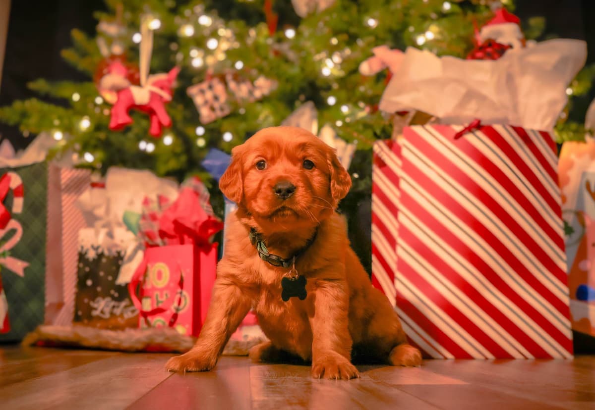Gorgeous Golden Red Puppies🐾 breeder image 5