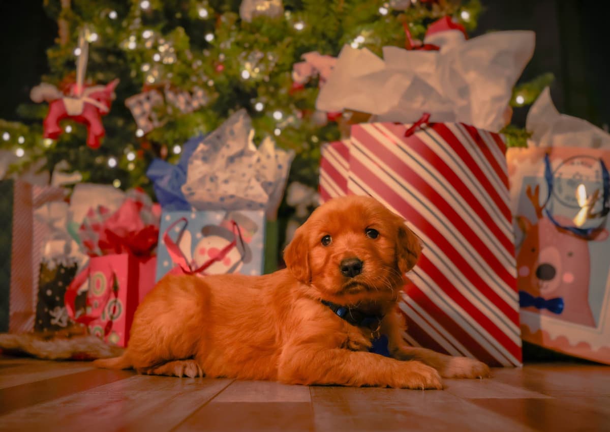 Gorgeous Golden Red Puppies🐾 breeder image 20