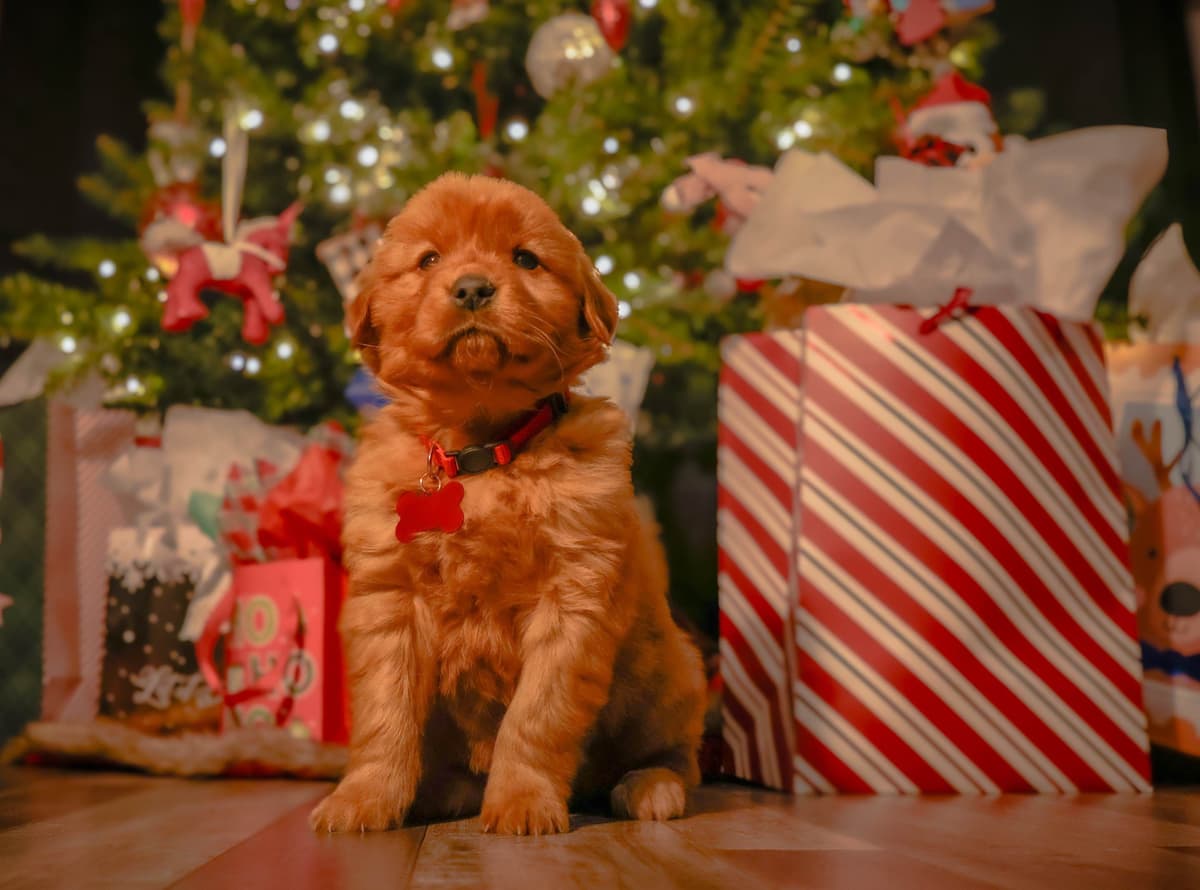Gorgeous Golden Red Puppies🐾 breeder image 21