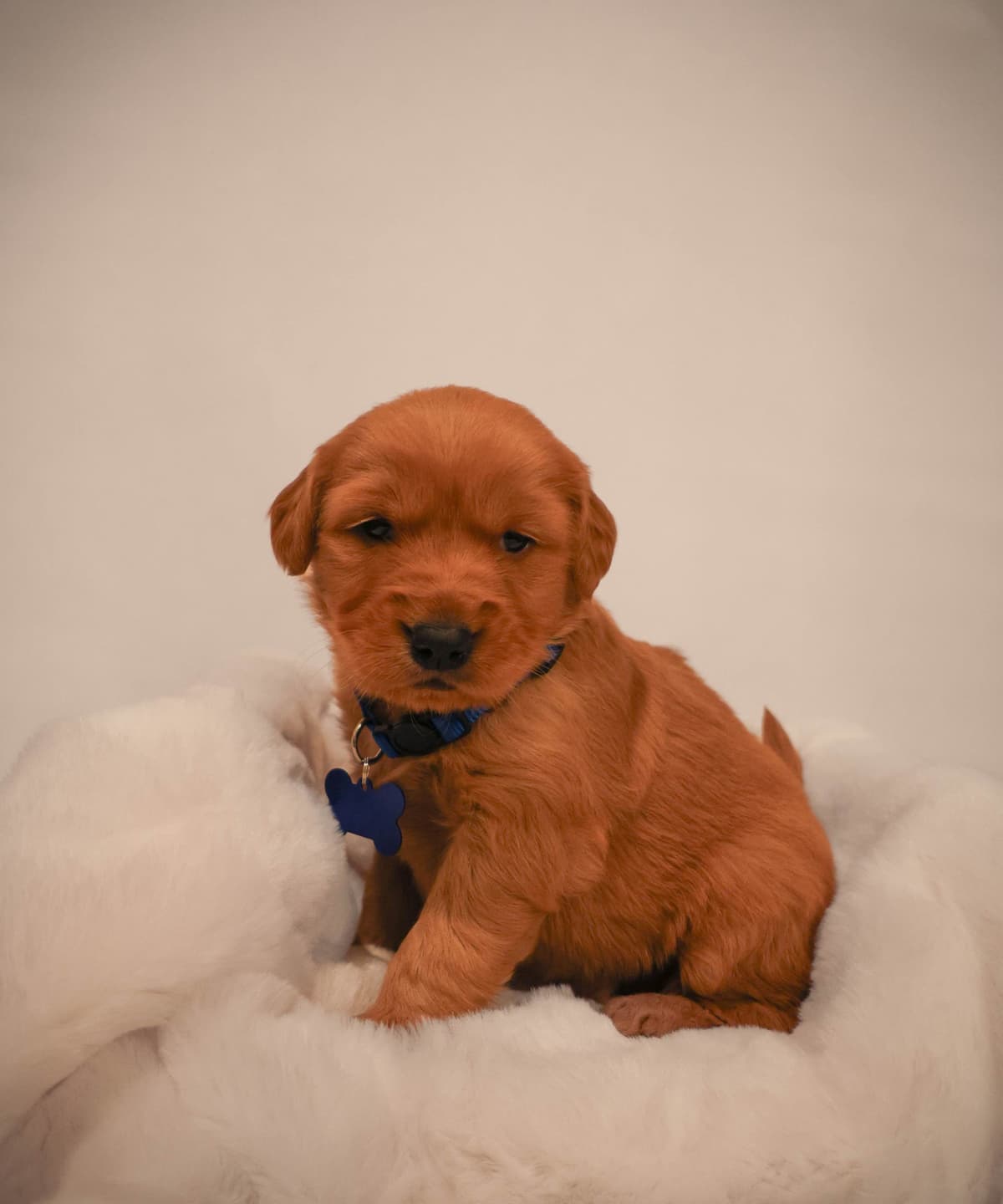 Gorgeous Golden Red Puppies🐾 breeder image 22