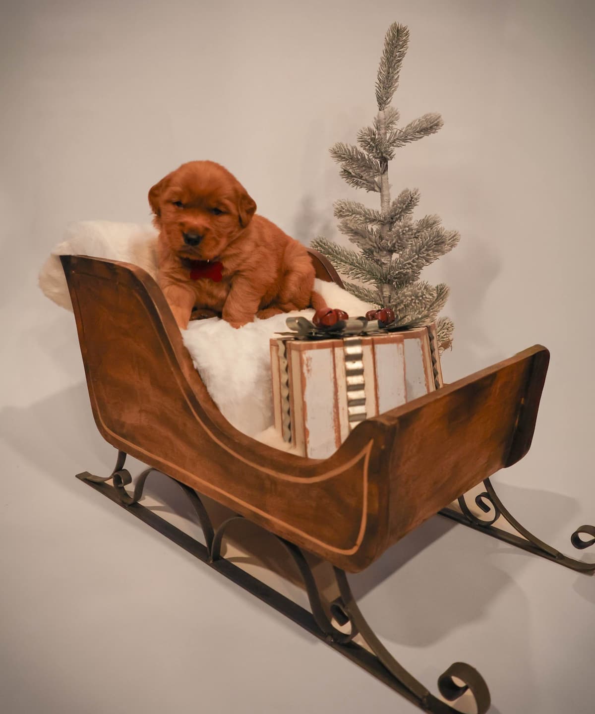 Gorgeous Golden Red Puppies🐾 breeder image 1