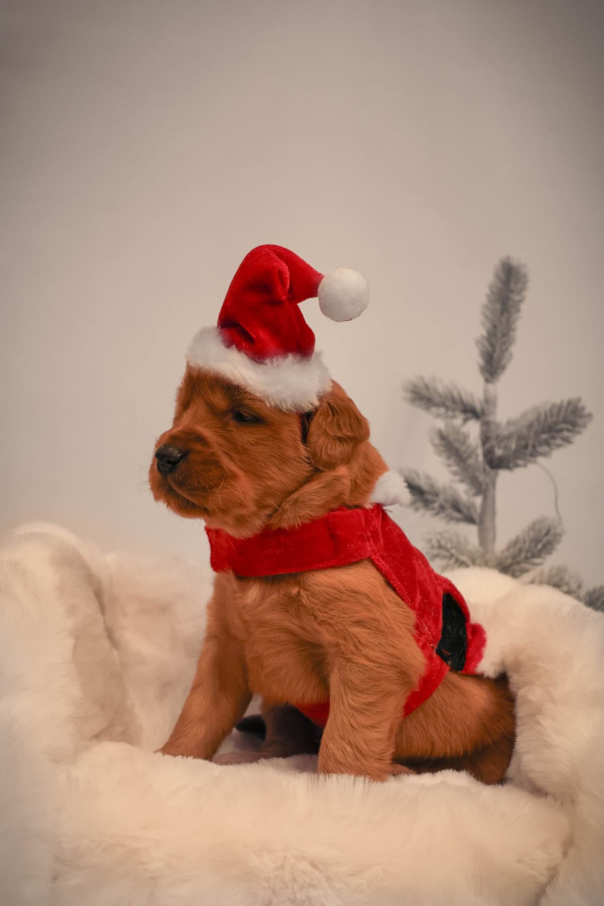Gorgeous Golden Red Puppies🐾 breeder image 3