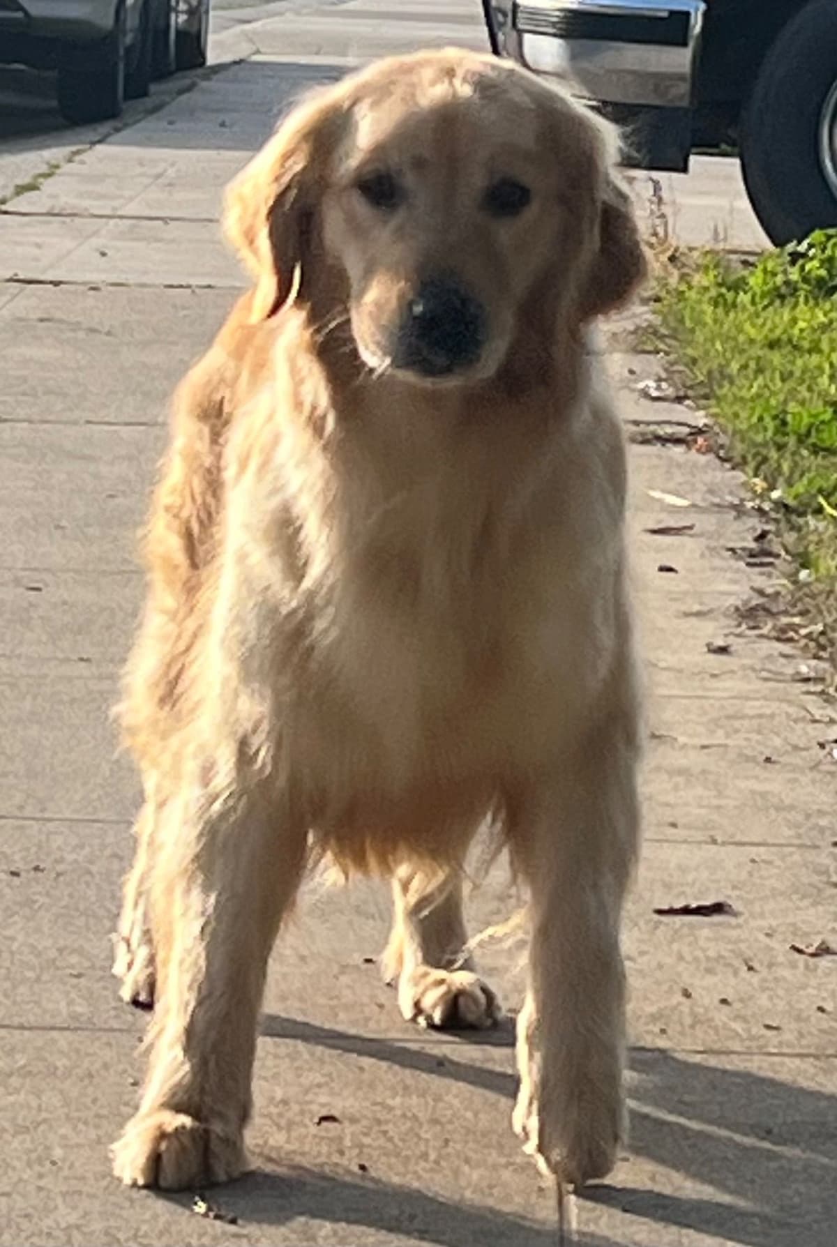 Gorgeous Golden Red Puppies🐾 breeder image 24