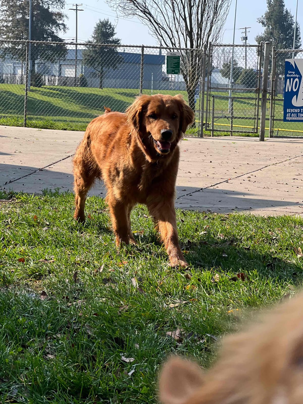 Gorgeous Golden Red Puppies🐾 breeder image 25