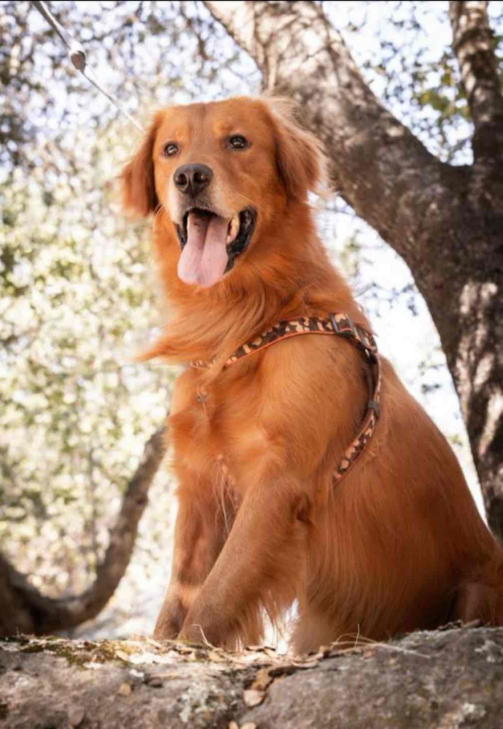 Gorgeous Golden Red Puppies🐾 breeder image 23
