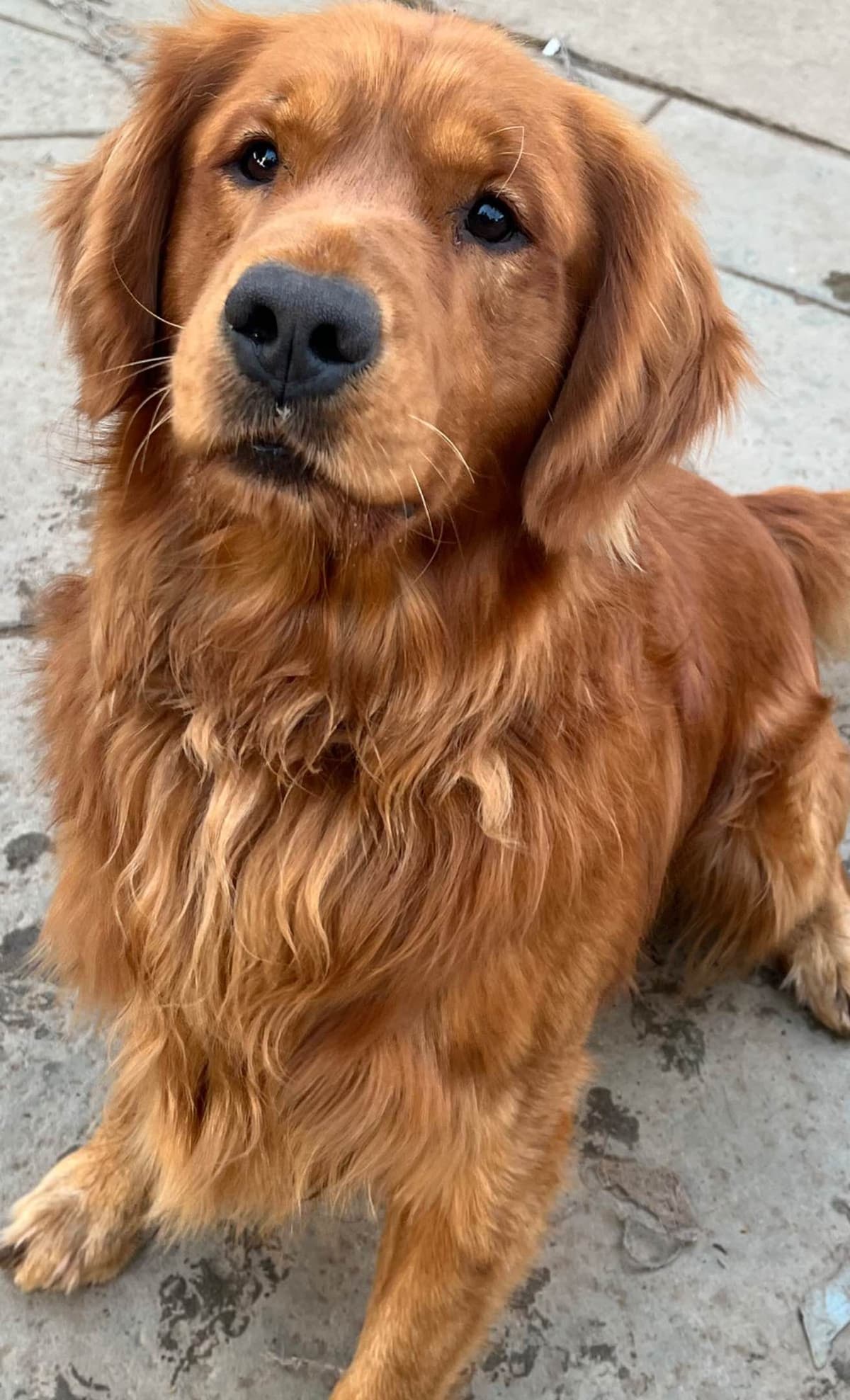 Gorgeous Golden Red Puppies🐾 breeder image 26